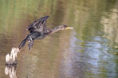 Double-crested Cormorant taking off.