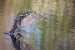 Double-crested Cormorant landing.