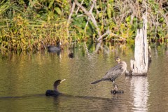 Double-crested Cormorant giving another the "hairy eyeball."