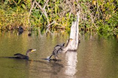 Double-crested Cormorant claiming a small perch from another.