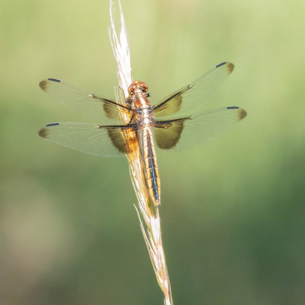 Juvenile Widow Skimmer