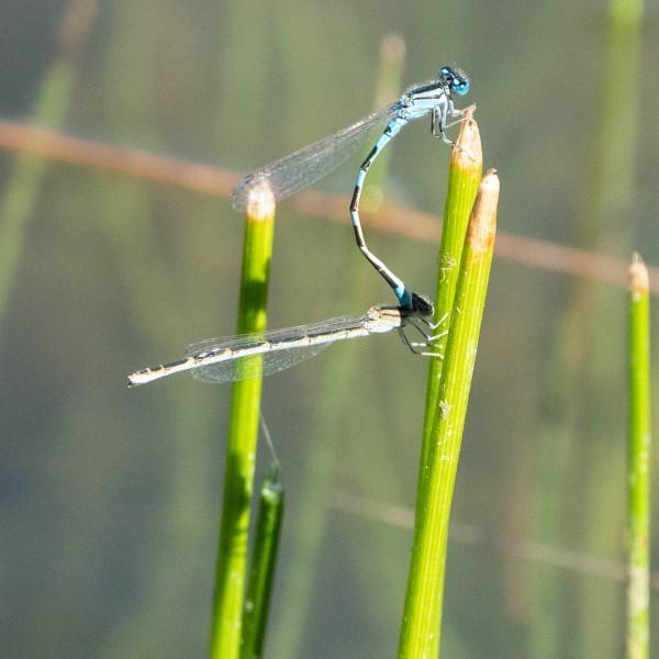 Arroyo Bluet