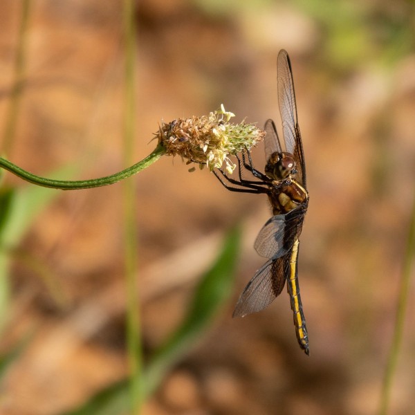 Juvenile Widow Skimmer