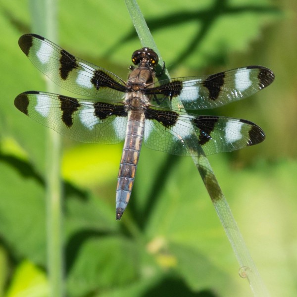 Twelve-spotted Skimmer