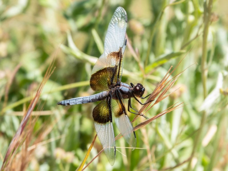 Widow Skimmer