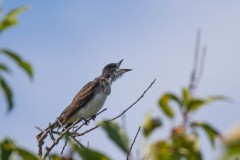 Eastern Kingbird hoping for a snack to drop form the sky.