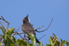 Eastern Kingbird looking toward the sky.