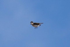 Eastern Kingbird looking for a better spot to wait.