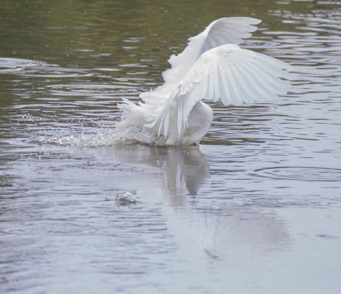 Great Egret diving for fish. Canon EOS 5D Mark IV with TAMRON SP 150-600mm F/5-6.3 Di VC USD G2 A022, handheld, 1/4000 sec., f/6.3, ISO 12800. Antonelli Pond, Santa Cruz, California.