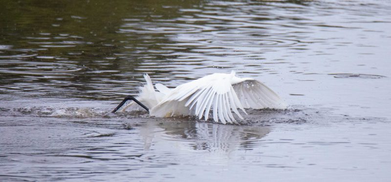 Great Egret diving for fish. Canon EOS 5D Mark IV with TAMRON SP 150-600mm F/5-6.3 Di VC USD G2 A022, handheld, 1/4000 sec., f/6.3, ISO 5000. Antonelli Pond, Santa Cruz, California.