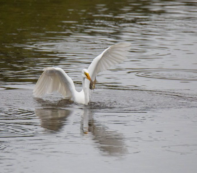 Great Egret catching fish. Canon EOS 5D Mark IV with TAMRON SP 150-600mm F/5-6.3 Di VC USD G2 A022, handheld, 1/4000 sec., f/7.1, ISO 5000. Antonelli Pond, Santa Cruz, California.