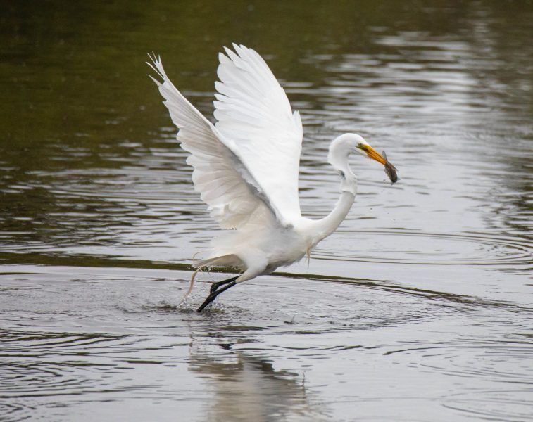 Great Egret taking flight with fish. Canon EOS 5D Mark IV with TAMRON SP 150-600mm F/5-6.3 Di VC USD G2 A022, handheld, 1/4000 sec., f/7.1, ISO 5000. Antonelli Pond, Santa Cruz, California.