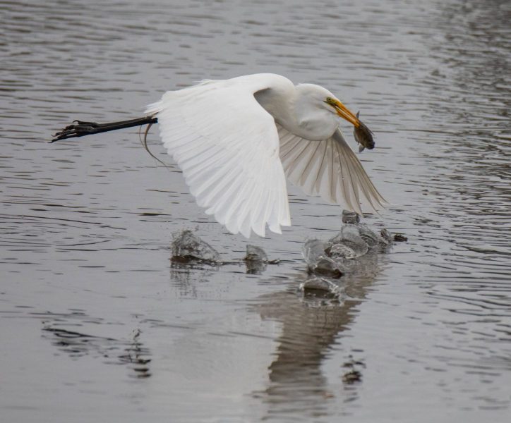 Great Egret in flight with fish. Canon EOS 5D Mark IV with TAMRON SP 150-600mm F/5-6.3 Di VC USD G2 A022, handheld, 1/4000 sec., f/7.1, ISO 4000. Antonelli Pond, Santa Cruz, California.