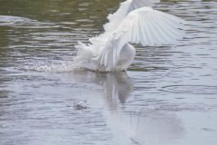 Great Egret diving for fish. Canon EOS 5D Mark IV with TAMRON SP 150-600mm F/5-6.3 Di VC USD G2 A022, handheld, 1/4000 sec., f/6.3, ISO 12800. Antonelli Pond, Santa Cruz, California.