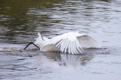 Great Egret diving for fish. Canon EOS 5D Mark IV with TAMRON SP 150-600mm F/5-6.3 Di VC USD G2 A022, handheld, 1/4000 sec., f/6.3, ISO 5000. Antonelli Pond, Santa Cruz, California.