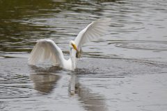 Great Egret catching fish. Canon EOS 5D Mark IV with TAMRON SP 150-600mm F/5-6.3 Di VC USD G2 A022, handheld, 1/4000 sec., f/7.1, ISO 5000. Antonelli Pond, Santa Cruz, California.