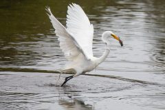 Great Egret taking flight with fish. Canon EOS 5D Mark IV with TAMRON SP 150-600mm F/5-6.3 Di VC USD G2 A022, handheld, 1/4000 sec., f/7.1, ISO 5000. Antonelli Pond, Santa Cruz, California.