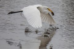 Great Egret in flight with fish. Canon EOS 5D Mark IV with TAMRON SP 150-600mm F/5-6.3 Di VC USD G2 A022, handheld, 1/4000 sec., f/7.1, ISO 4000. Antonelli Pond, Santa Cruz, California.