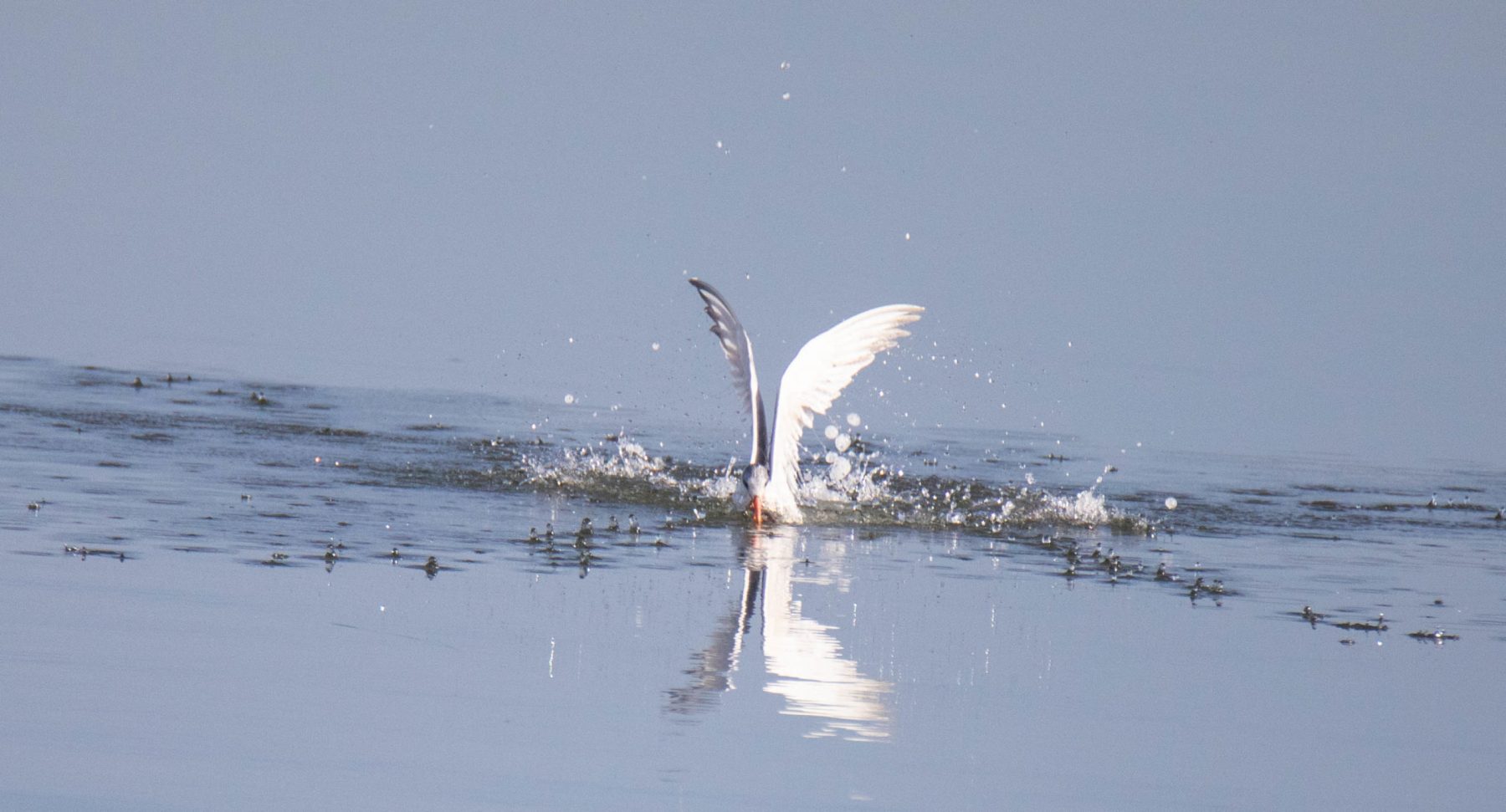 Elegant Tern emerging from water with breakfast.