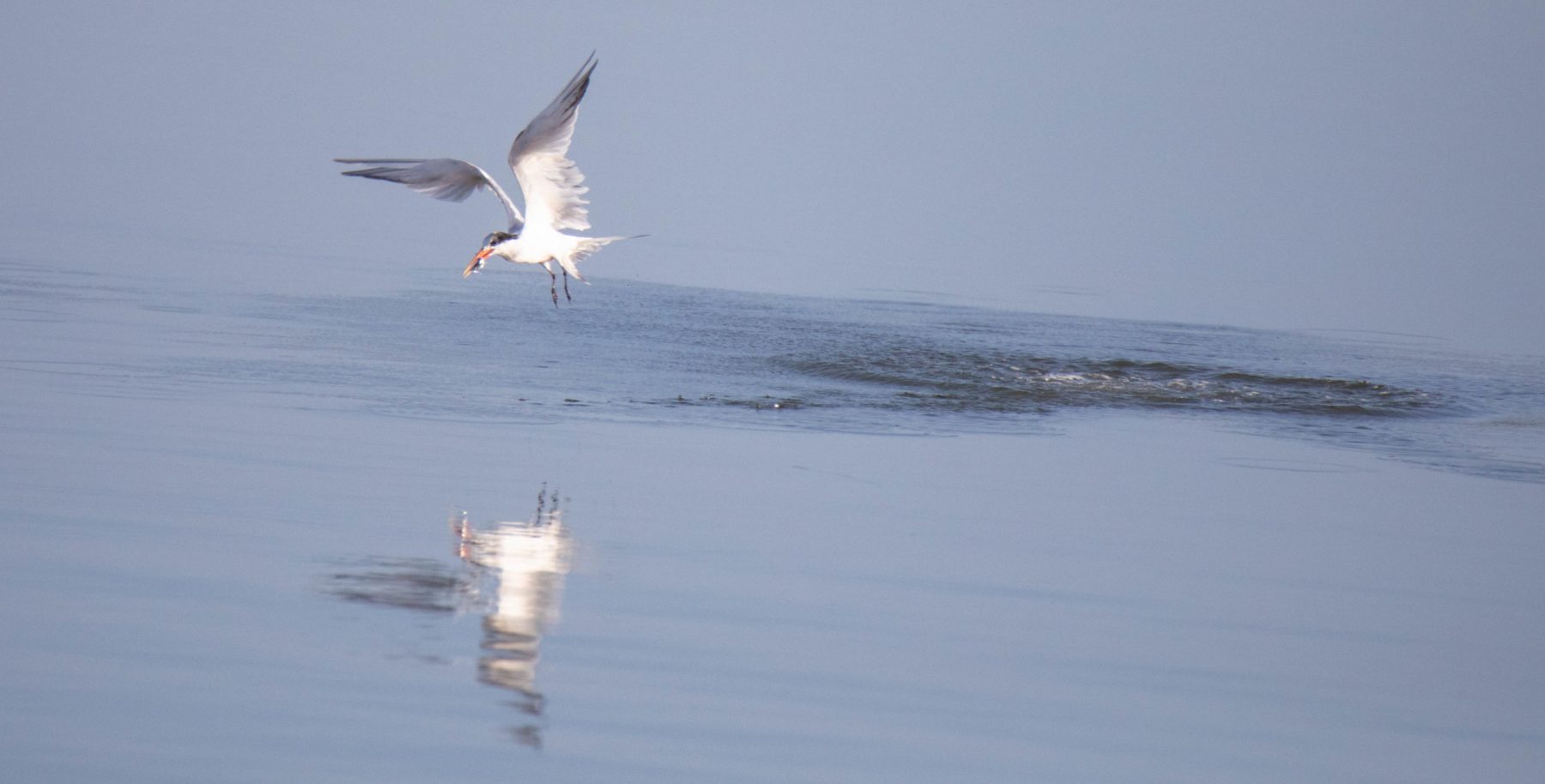 Elegant Tern flying off with breakfast.