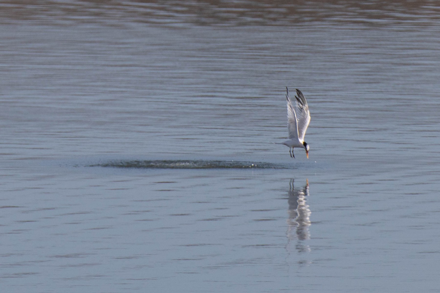 Elegant Tern emerging--unsuccessfully this time--from the water.