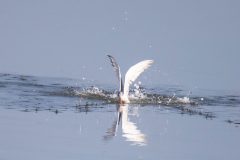 Elegant Tern emerging from water with breakfast.