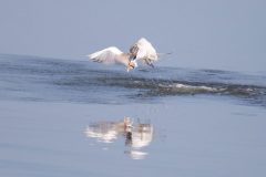 Elegant Tern with breakfast.