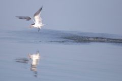Elegant Tern flying off with breakfast.