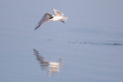 Elegant Tern with breakfast.