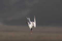 Elegant Tern diving for breakfast.