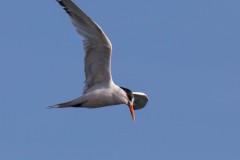 Elegant Tern looking for breakfast.