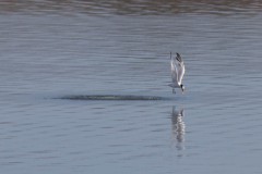 Elegant Tern emerging--unsuccessfully this time--from the water.