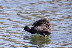 American Coot