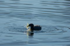 American Coot