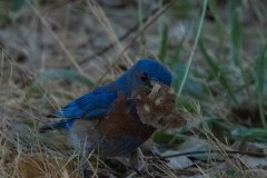 Western Bluebird