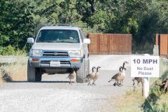 Adult and juvenile Canada Goose crossing the road