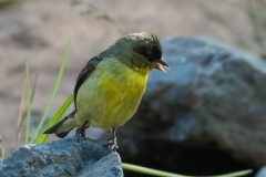 Lesser Goldfinch