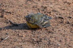 Juvenile Lesser Goldfinch