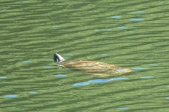 Western Pond Turtle