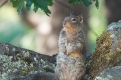 Fox Squirrel