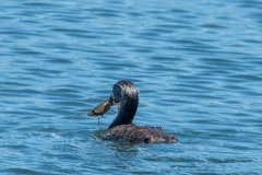 Pied-billed Grebe with Crayfish