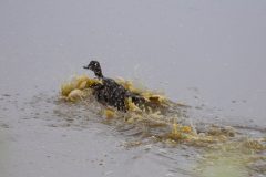 Unidentified Duck. Canon EOS 5D Mark IV with TAMRON SP 150-600mm F/5-6.3 Di VC USD G2 A022, handheld, 1/160, f/5, ISO 800. Moonglow Dairy, Moss Landing, California.