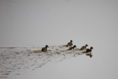 Unidentified ducklings. Canon EOS 5D Mark IV with TAMRON SP 150-600mm F/5-6.3 Di VC USD G2 A022, handheld, 1/640, f/6.3, ISO 4000. Moonglow Dairy, Moss Landing, California.