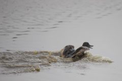 U Canon EOS 5D Mark IV with TAMRON SP 150-600mm F/5-6.3 Di VC USD G2 A022, handheld, 1/500, f/6.3, ISO 4000. Moonglow Dairy, Moss Landing, California.nidentified Duck.