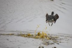 Unidentified duck. Canon EOS 5D Mark IV with TAMRON SP 150-600mm F/5-6.3 Di VC USD G2 A022, handheld, 1/640, f/6.3, ISO 5000. Moonglow Dairy, Moss Landing, California.