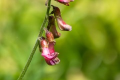 Giant Vetch