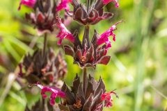 Hummingbird Sage