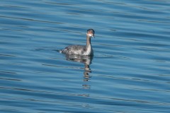 Lake-Del-Valle-Regional-Park-8474