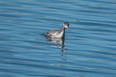 Lake-Del-Valle-Regional-Park-8475