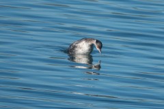 Lake-Del-Valle-Regional-Park-8476